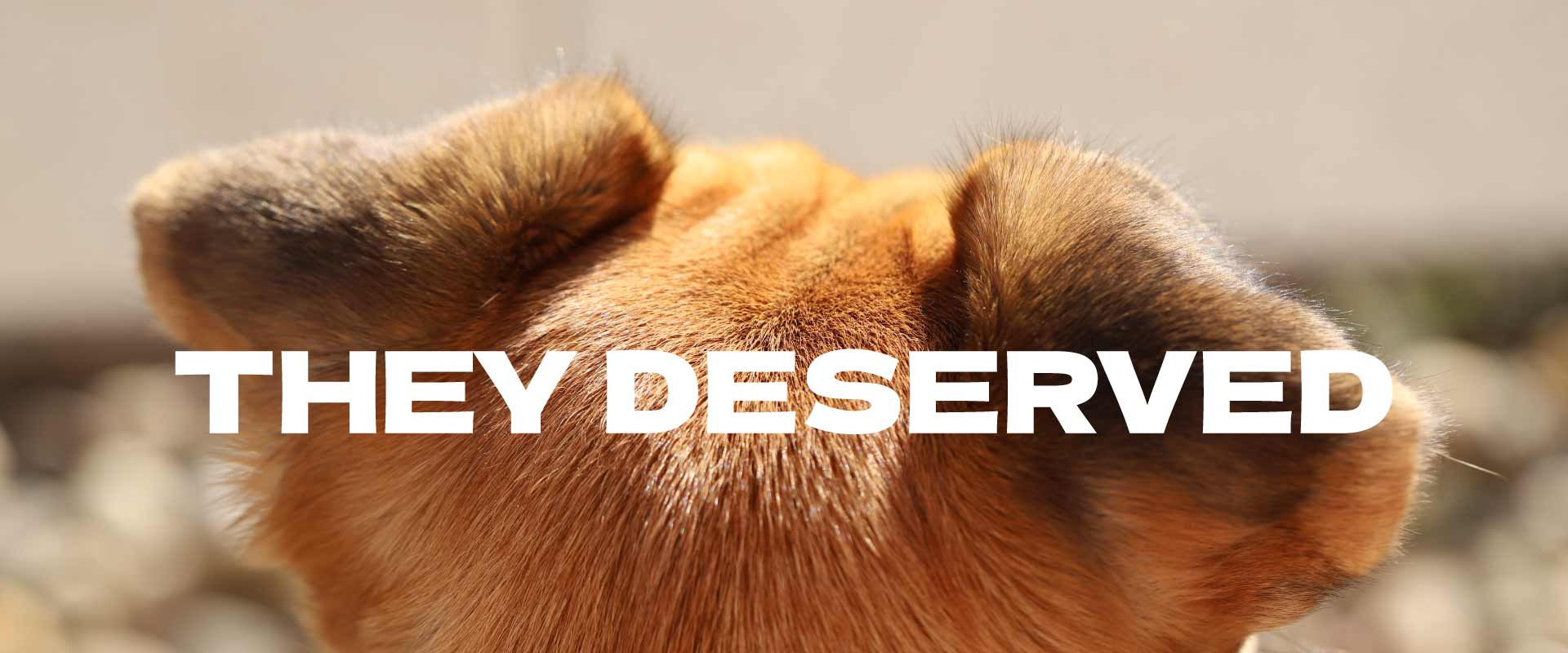 product-dog-banner-1