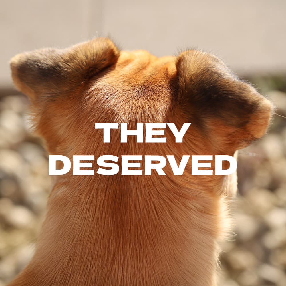 product-dog-banner-1